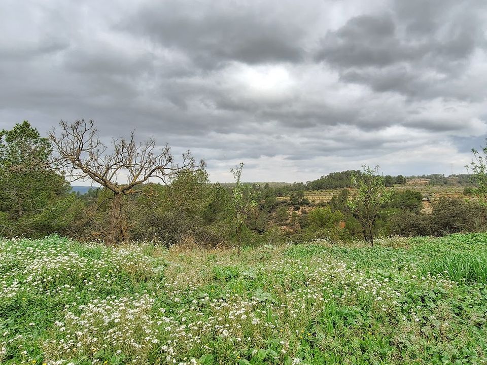 Finca i Tivissa, Tarragona - bilde 4